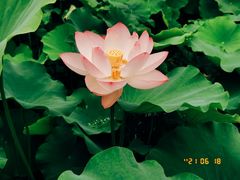 -四川大学(华西校区)