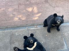 -西霞口神雕山野生动物世界