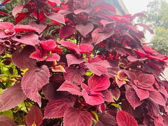 -成都市活水公园