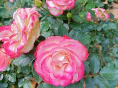 -人民公园(罗湖区)