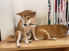 -是阿柴呀！柴犬咖啡·爱喵喵猫咖