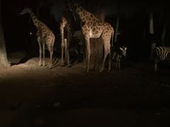-清迈夜间动物园