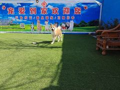 -宠物寄养训练学校