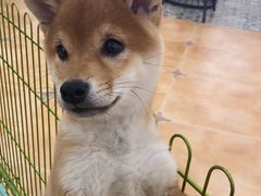 -Let's go狗咖·猫咖·奶狗·桌游(春熙路IFS店)