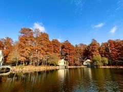 -上海共青森林公园