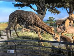 -国家自然博物馆