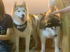 -Husky Go! 哈士奇体验馆·宠物咖啡厅狗咖
