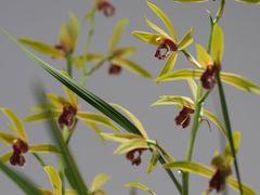 -上海辰山植物园