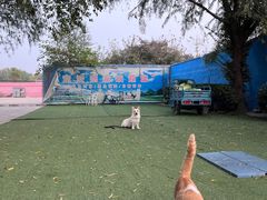 -宠物寄养训练学校