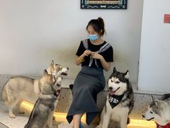 -Husky Go!哈士奇体验馆·宠物咖啡厅狗咖