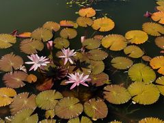 -国家植物园南园