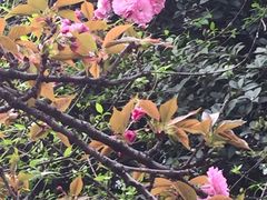 -武汉大学-樱园
