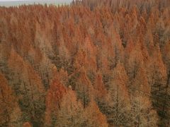 -黄海国家森林公园