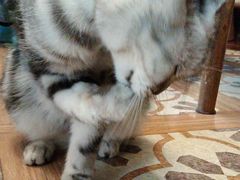 -猫猫幼稚园·撸猫·桌游·电玩