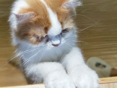 -猫和宫(六道口店)