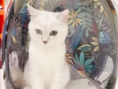 -艾吉宠物医院·疑难杂症转诊中心·猫友好(碧江路院)