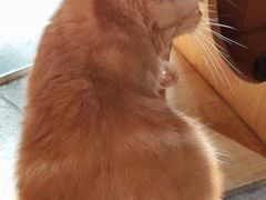 -more than meow吴止猫主题餐厅(承德 中船汇店)