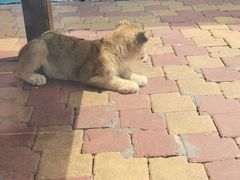 -大连森林动物园