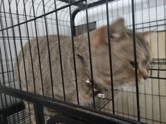 -老乌家特色小炒泡馍(大皮院店)