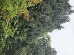-青龙山国家森林公园