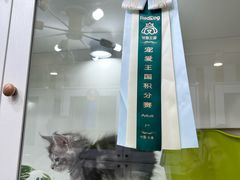 -青奢宠物·青奢猫舍