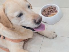 -乖乖乐动物医院(小汤山分院)