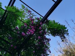 -渤公岛生态公园