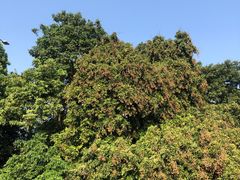 -张坝桂圆林公园