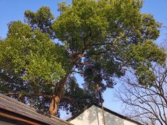 -青竺·青竹茶舍(断桥店)