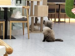 -喵园·猫主题咖啡厅·撸猫·猫咖(国贸店)