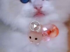 -十年猫舍·猫咪专门店(普陀店)