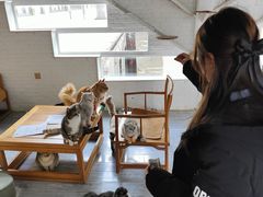 -喵屿·大理花园猫咖