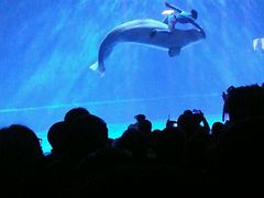 -芜湖新华联大白鲸海洋公园