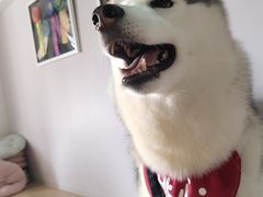 桃心-Husky Go! 哈士奇体验馆·宠物咖啡厅狗咖