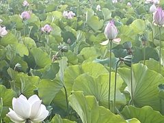 -莲湖公园