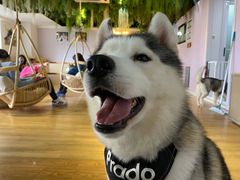 -Husky Go! 哈士奇体验馆·宠物咖啡厅狗咖