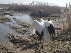 -盐城丹顶鹤湿地生态旅游区