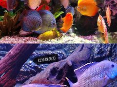 -上海海洋水族馆