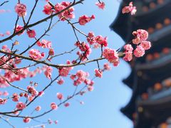 -洋湖国家湿地公园