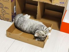 -半岛宠物医院24小时(科华中路店)