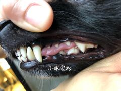 -PETKIT小佩宠物(古北店)