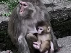 -黔灵山公园