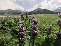 -新疆那拉提国家旅游度假区