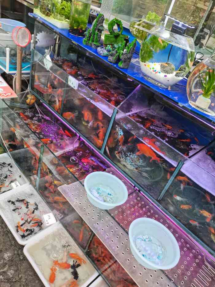 曲阳花鸟市场-"94花是生活的一味药,花能渲染你的生活,.