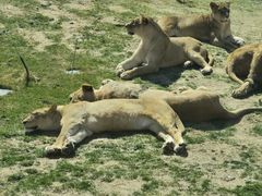 -北京野生动物园