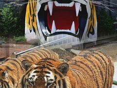 -栾川竹海野生动物园