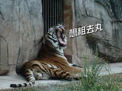 -广州动物园