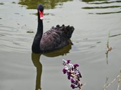 -荔湾湖公园