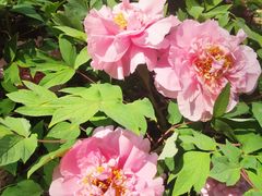 -莲花池公园
