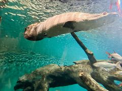 -上海海洋水族馆